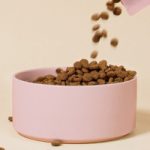 The Best in Pet Care: Safe, Fun, & Reliable Essentials